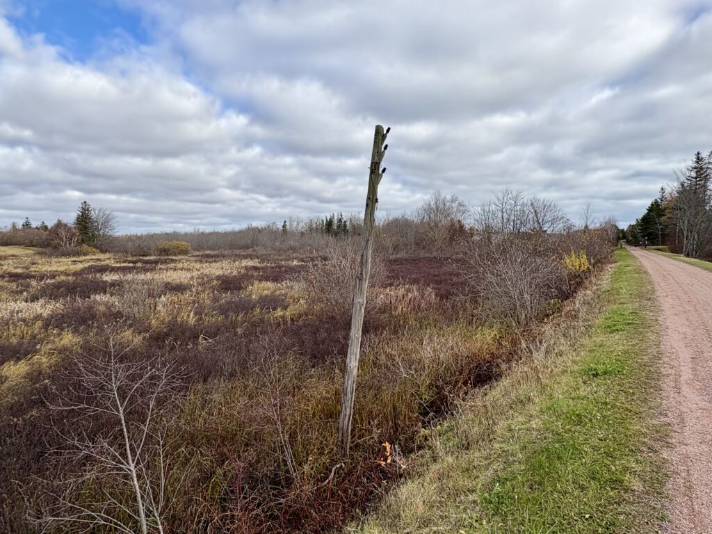Grey telegraph pole in the centre of photo, with cloudy sky at the top and leafless bushes and dried grass around. A gravel trail is on the right side.