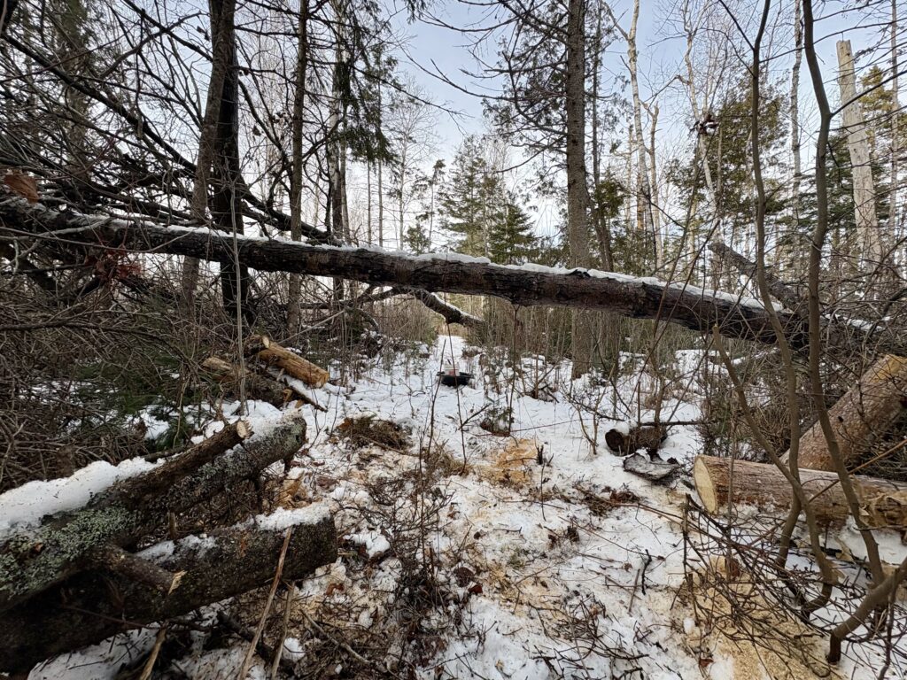 A large tree leaning across a forest path, with cut logs on either side of a snow-covered forest trail and standing trees behind.