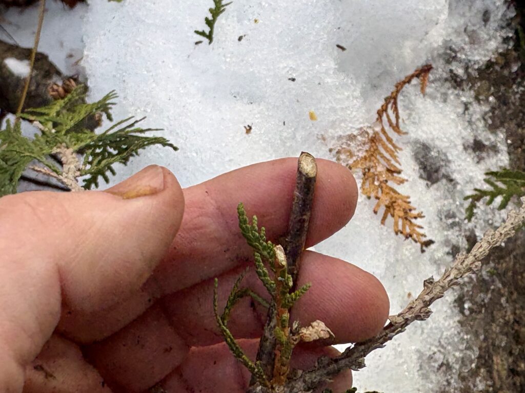 The end of a cedar branch that has been eaten off by a snowshoe hair being held in the hands of a fair-skinned person with snow in the background.