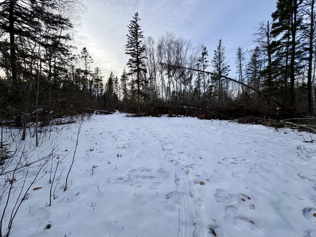 Snow in the foreground, sky in the background, and both standing and fallen trees in the middle.