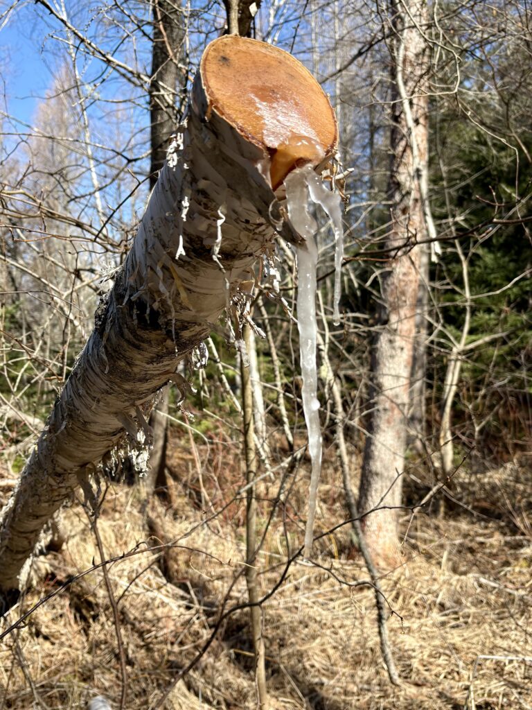 An icicle made of sap hanging from the cut end of a maskwi/white birch tree, with other trees standing behind it.